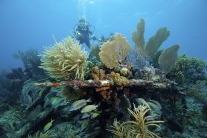 experience scuba diving